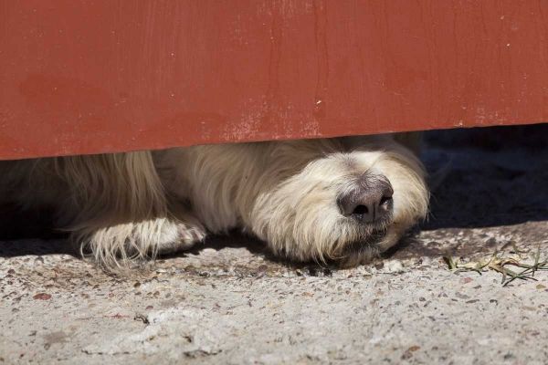 Mexico Dog with nose under door